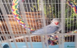 Ringnecks birds for sale: Pair of Indian ring necks  - Image 5