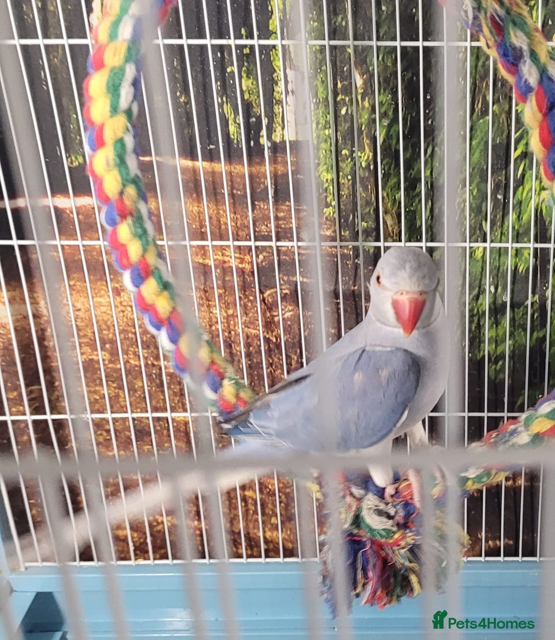 Ringnecks birds for sale: Pair of Indian ring necks  - Image 5