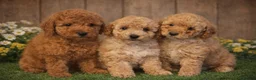 Toy Poodle dogs for sale: KC REGISTERED TOY POODLES - Advert 1