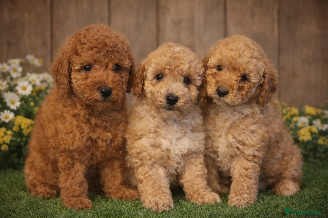 Toy Poodle dogs for sale: KC REGISTERED TOY POODLES - Advert 1