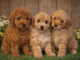 Toy Poodle dogs KC REGISTERED TOY POODLES - Advert 3