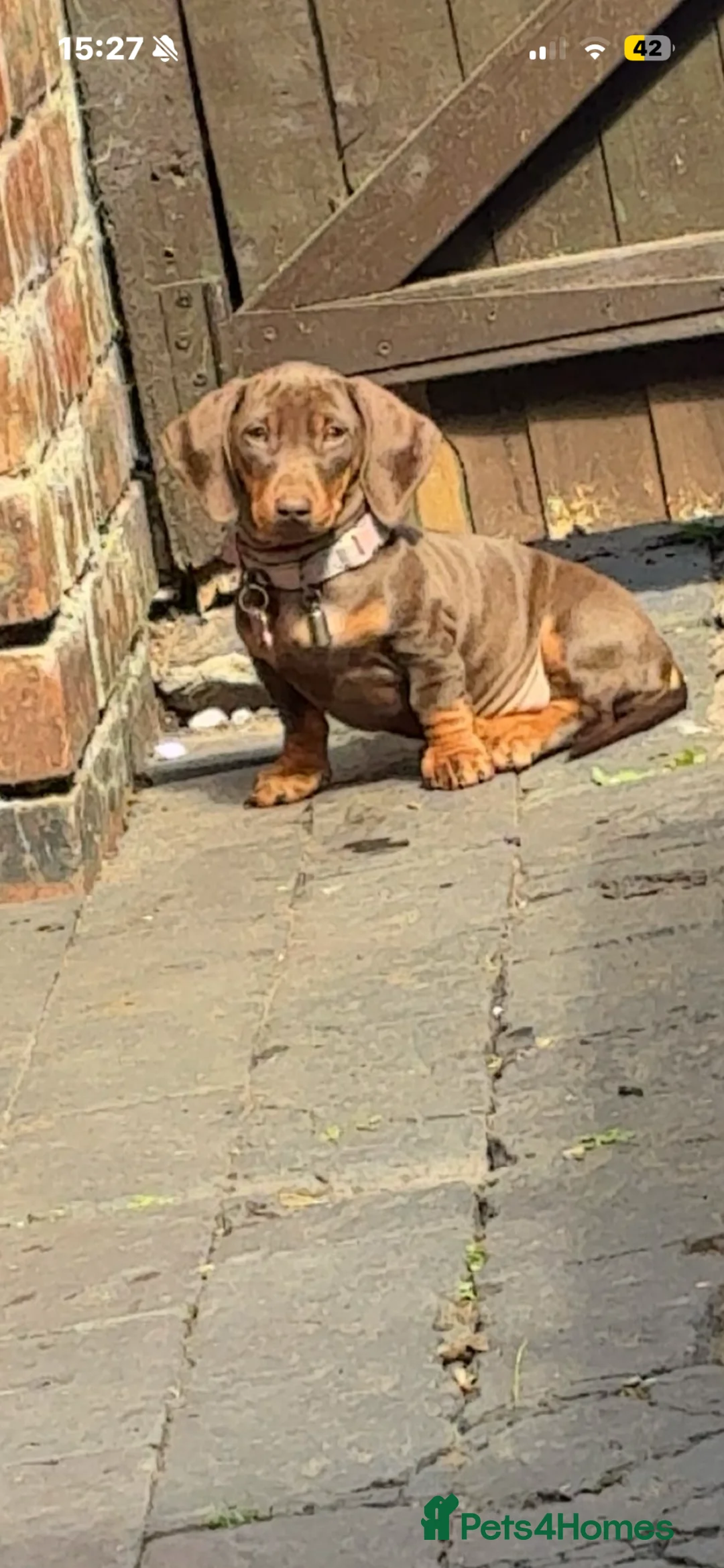 Miniature Dachshund dogs for sale: Miniature dachshund  - Advert 2