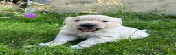 Golden Retriever dogs for sale: KC Registered Golden Retriever puppies in Pencader - Advert 7