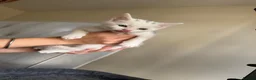 Mixed Breed cats for sale: Kittens  - Advert 10