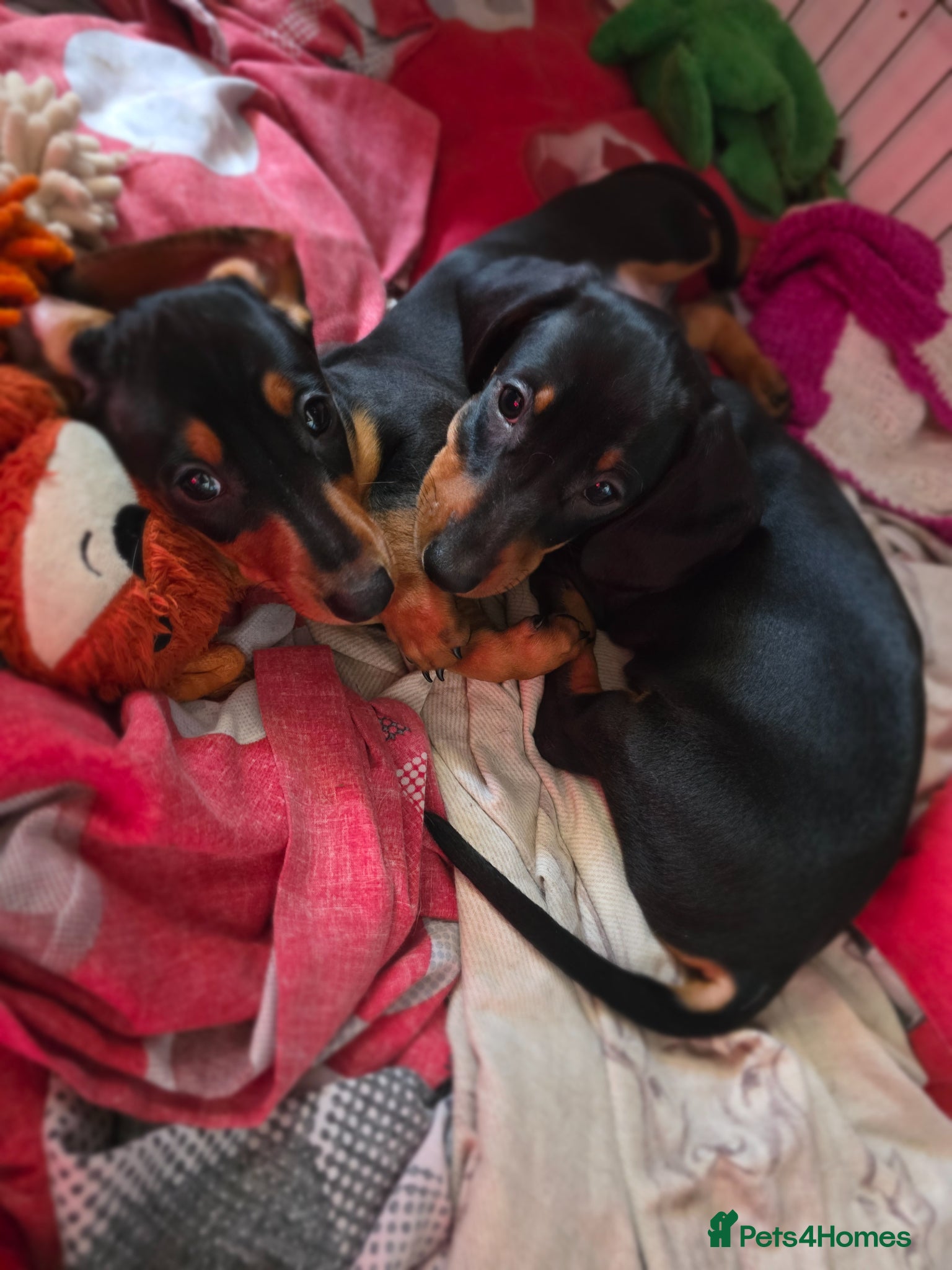 Miniature Dachshund dogs SILVER/BLACK Adorable dachshund puppies for sale😍 - Advert 5