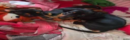 Miniature Dachshund dogs for sale: BLACK/TAN Adorable dachshund puppies for sale😍 - Advert 6