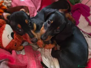 Miniature Dachshund dogs SILVER/BLACK Adorable dachshund puppies for sale😍 - Advert 5
