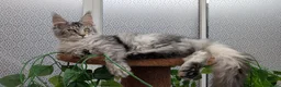 Maine Coon cats for sale: Stunning Maine coon kittens  - Advert 2