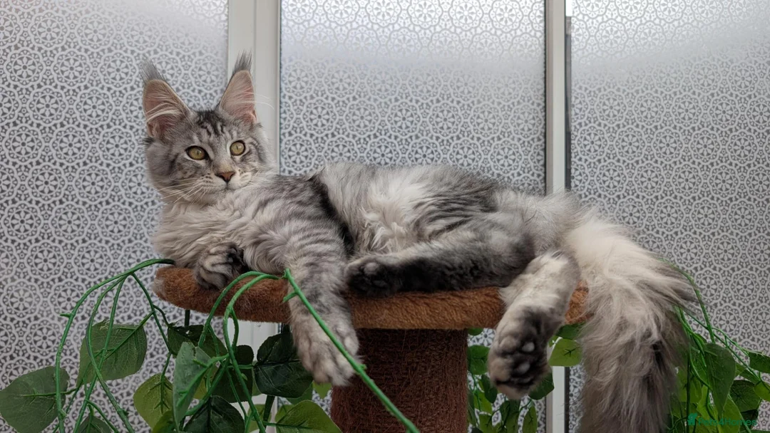 Maine Coon cats for sale: Stunning Maine coon kittens  - Advert 2