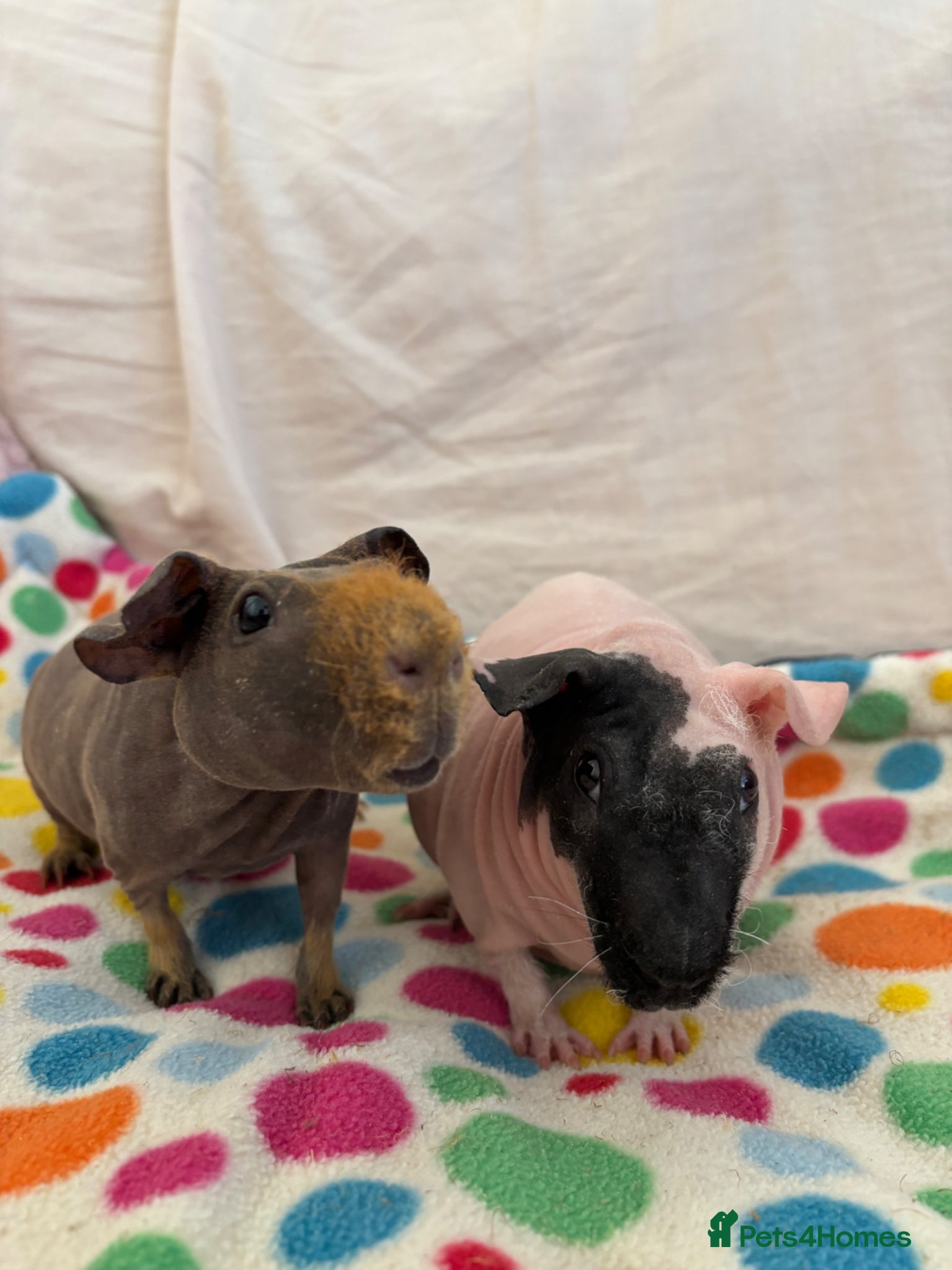 Guinea Pig rodents 2 Skinny Pig Brothers - Advert 1