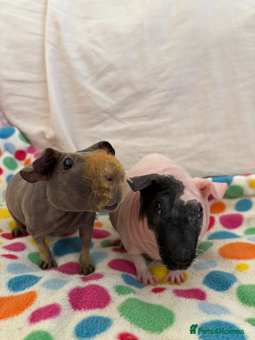 Guinea Pig rodents for sale: 2 Skinny Pig Brothers - Advert 1