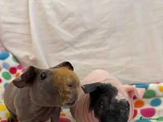 Guinea Pig rodents 2 Skinny Pig Brothers - Advert 1