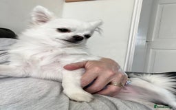 Chihuahua dogs for sale: Absolutely gorgeous White Longcoat Boy  - Image 8