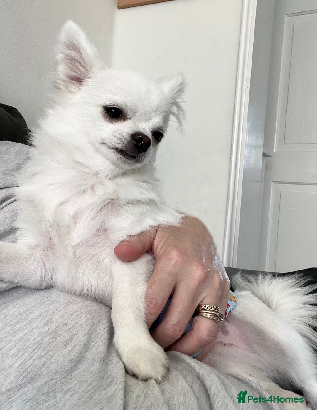 Chihuahua dogs for sale: Absolutely gorgeous White Longcoat Boy  - Image 8