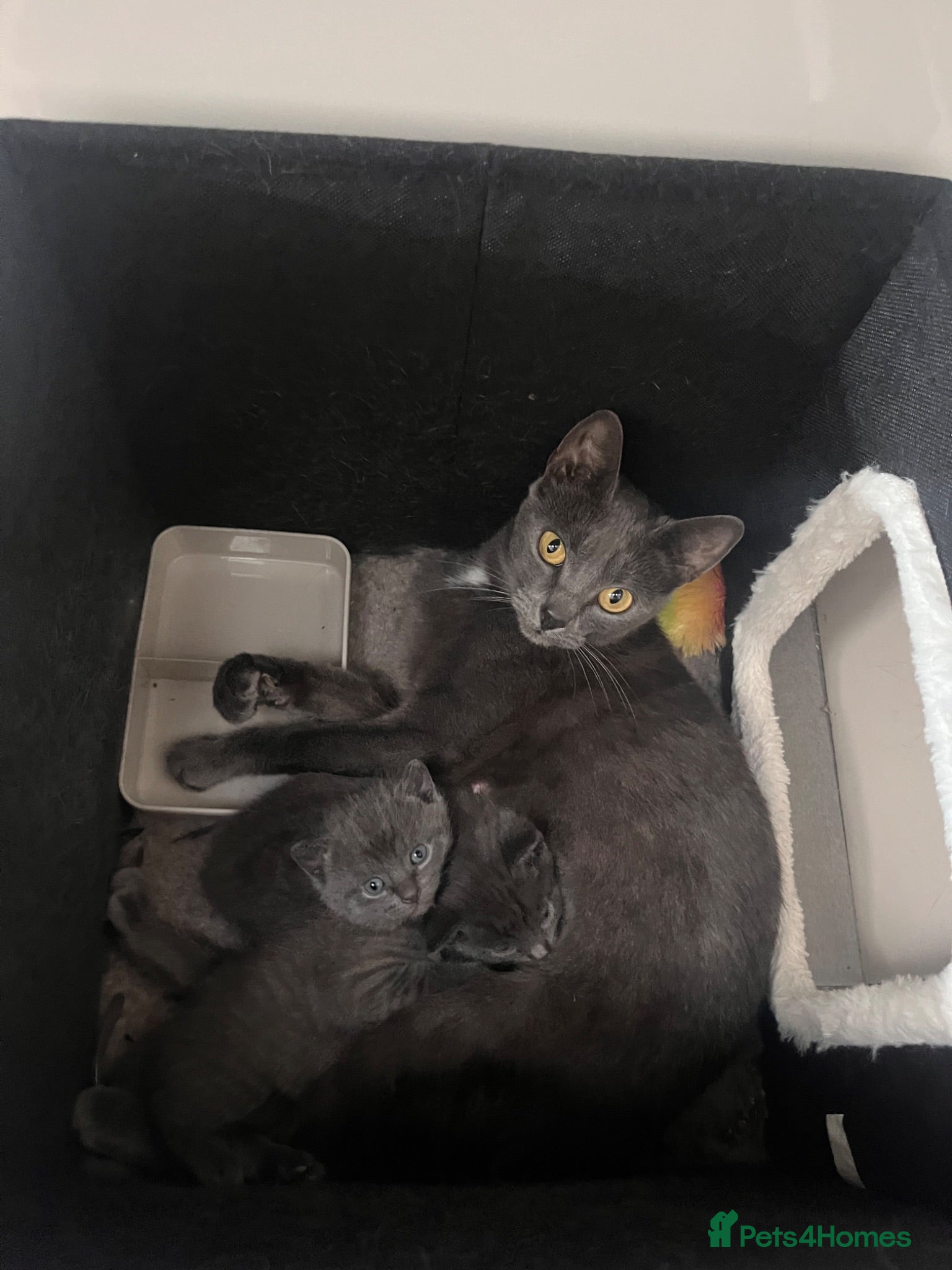 Mixed Breed cats Russian blue cross babies!  - Advert 1