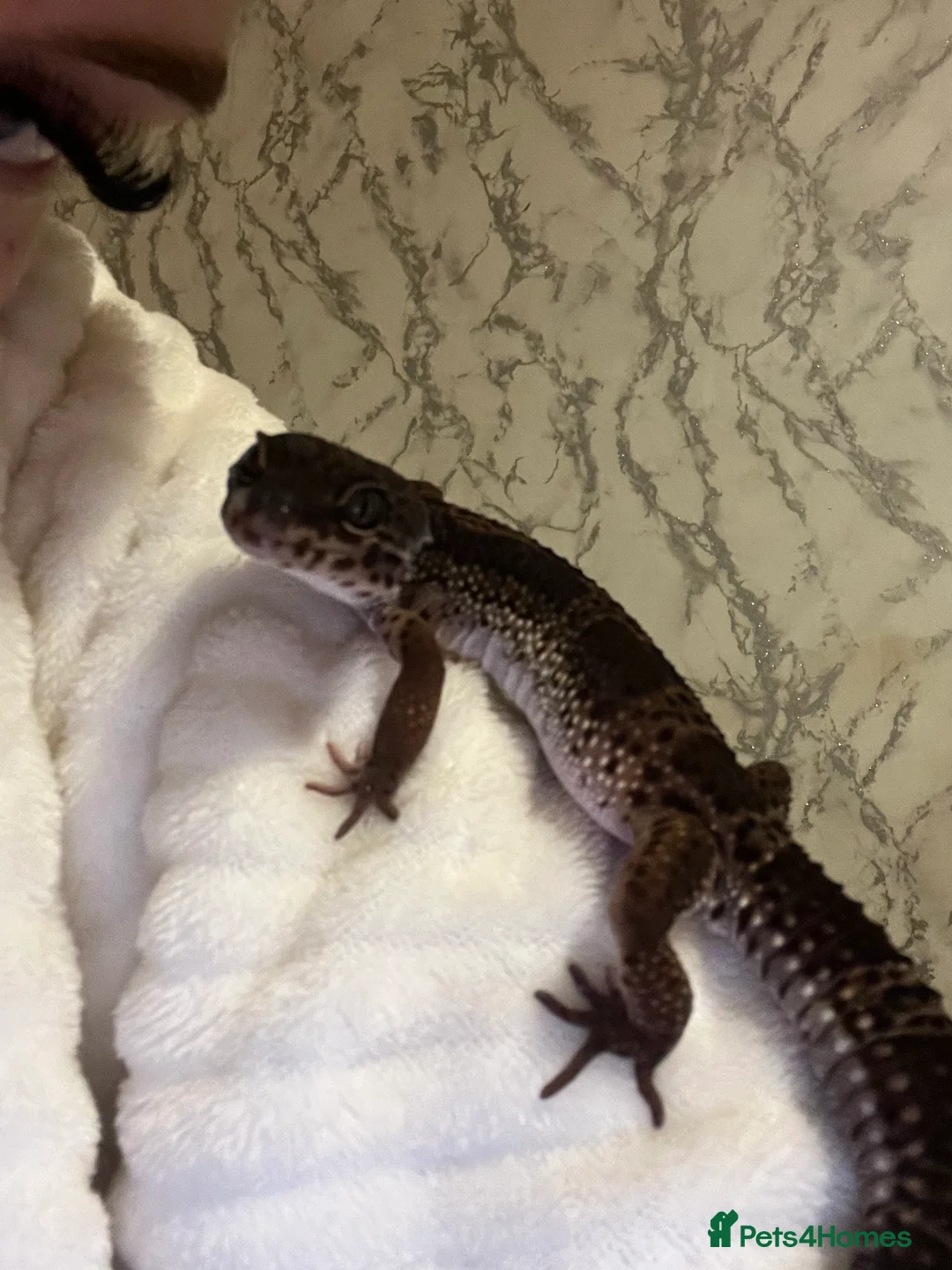 Leopard Gecko reptiles for sale: Black night mix leopard gecko  in Widnes - Advert 3
