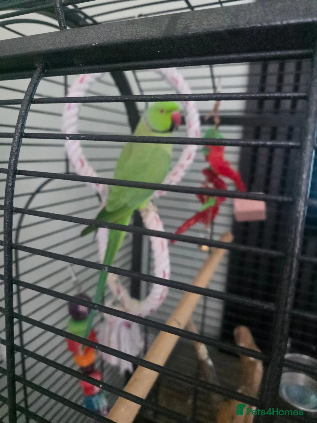 Ringnecks birds for sale: Male indian ringneck  in Leyland - Advert 2