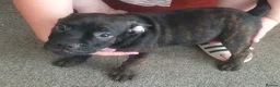 Mixed Breed dogs for sale: Oldtyme x french bulldog - Advert 7