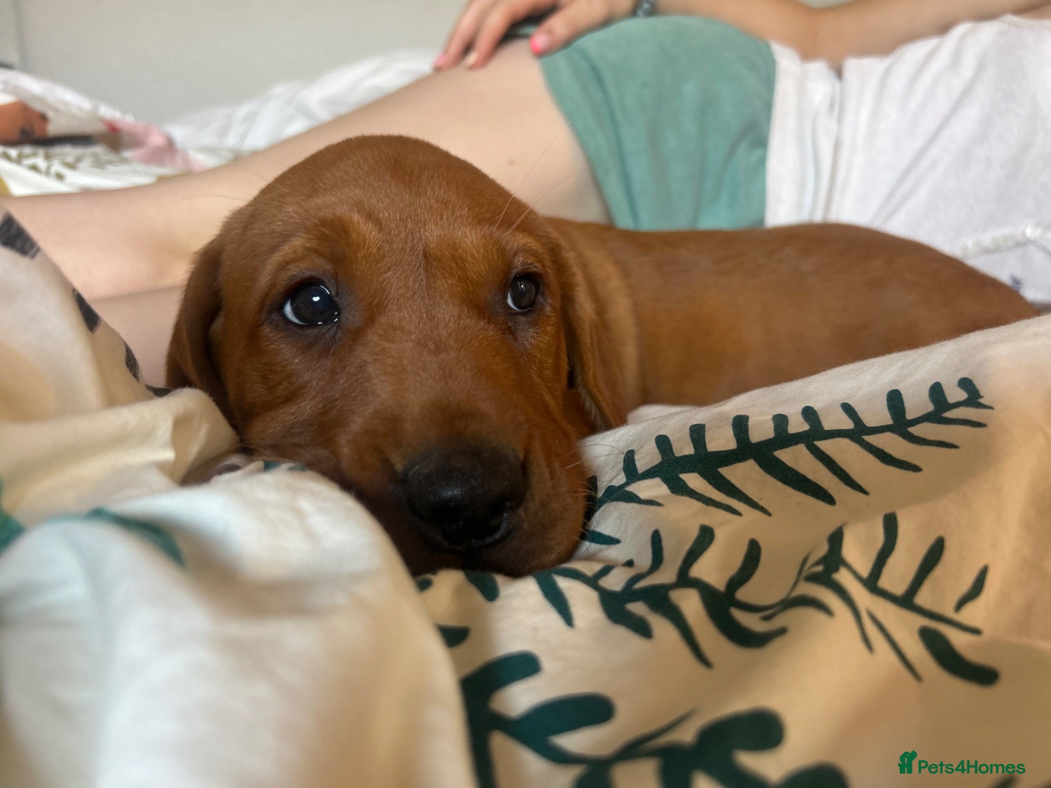 Labrador Retriever dogs Stunning fox red and yellow Family Labrador Pups - Advert 2