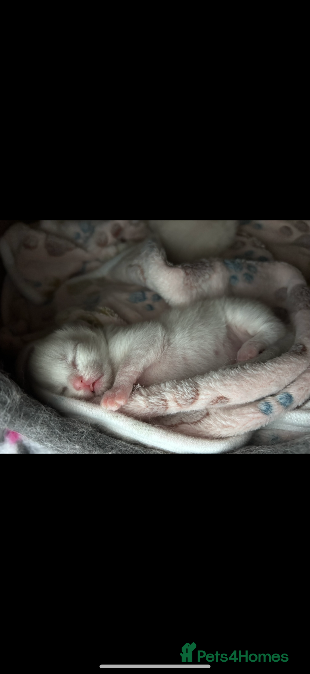 Ragdoll cats for sale: 2 female blue bicoloured ragdolls for sale🤍 - Image 10