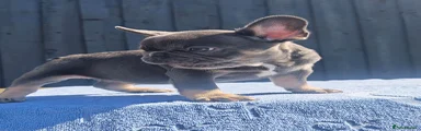 French Bulldog 2