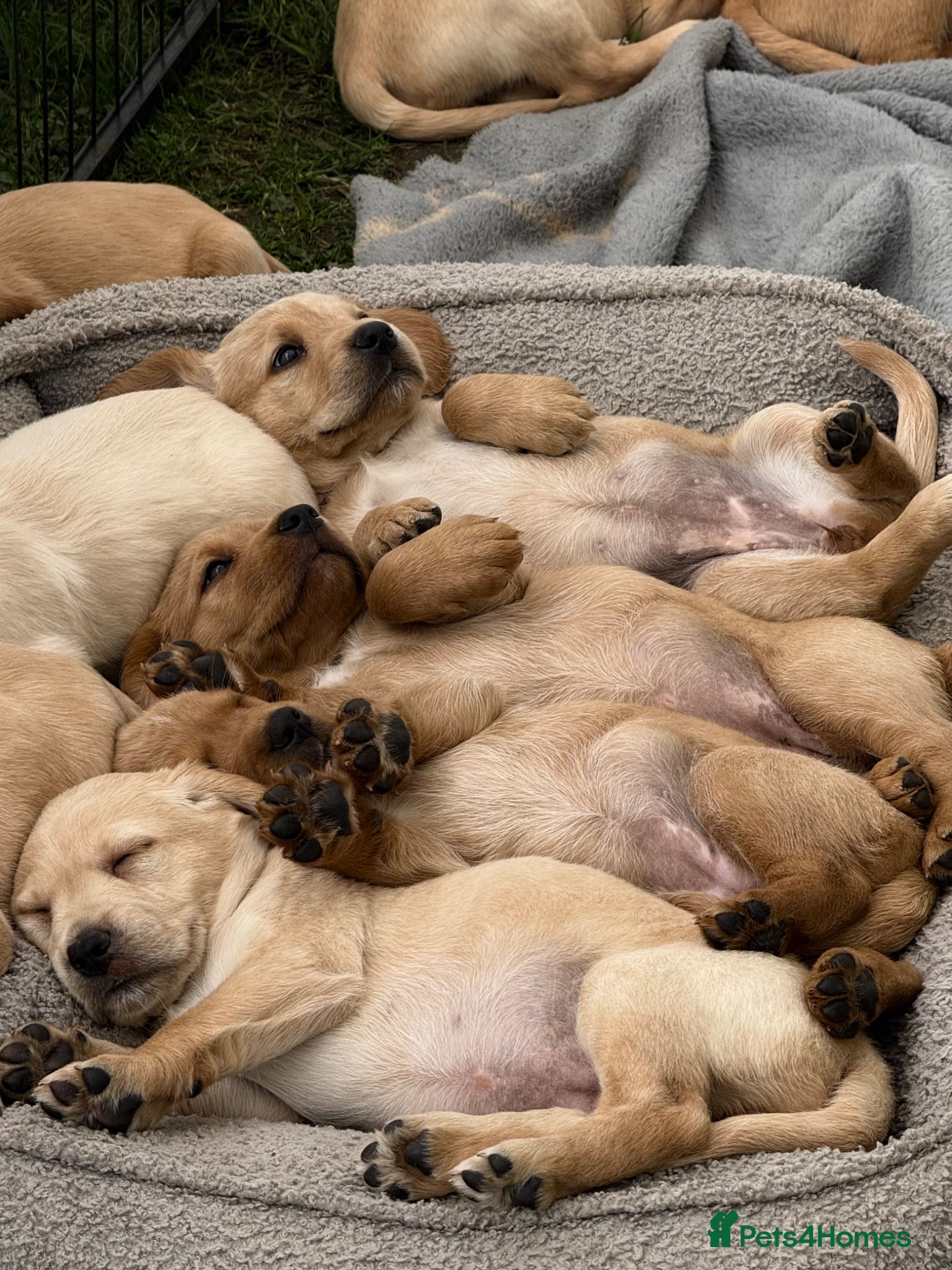 Cockerdor dogs Stunning Cockerdors for sale  - Advert 1