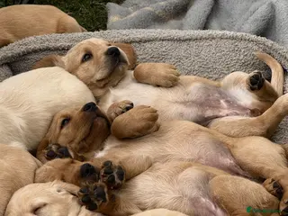 Cockerdor dogs Stunning Cockerdors for sale - Advert 1