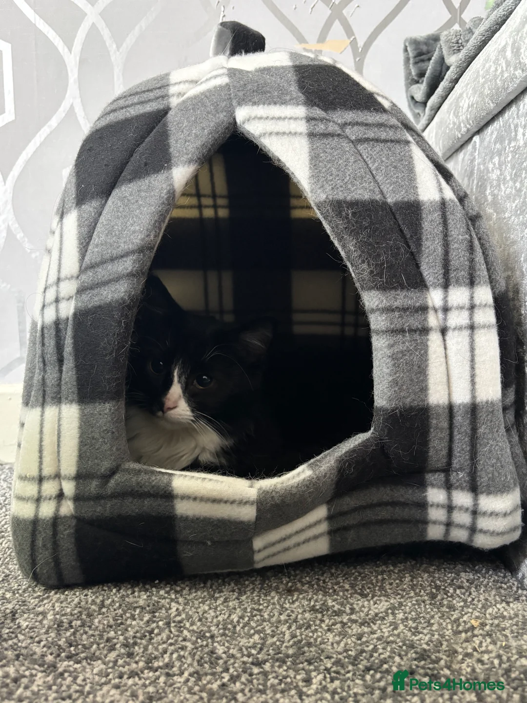 Mixed Breed cats for sale: Foster Ready for New home - Advert 5