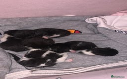 Mixed Breed cats for sale: 5 Beautiful Kittens - Image 6
