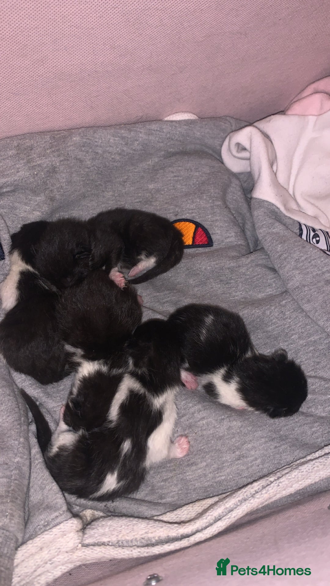 Mixed Breed cats for sale: 5 Beautiful Kittens - Image 6