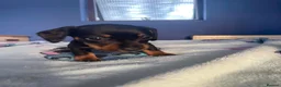 Dachshund dogs for sale: Beautiful dachshund/sausage dog pups for sale  - Advert 5