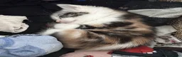 Maine Coon cats for sale:  Cross maine coon kittens - Advert 8