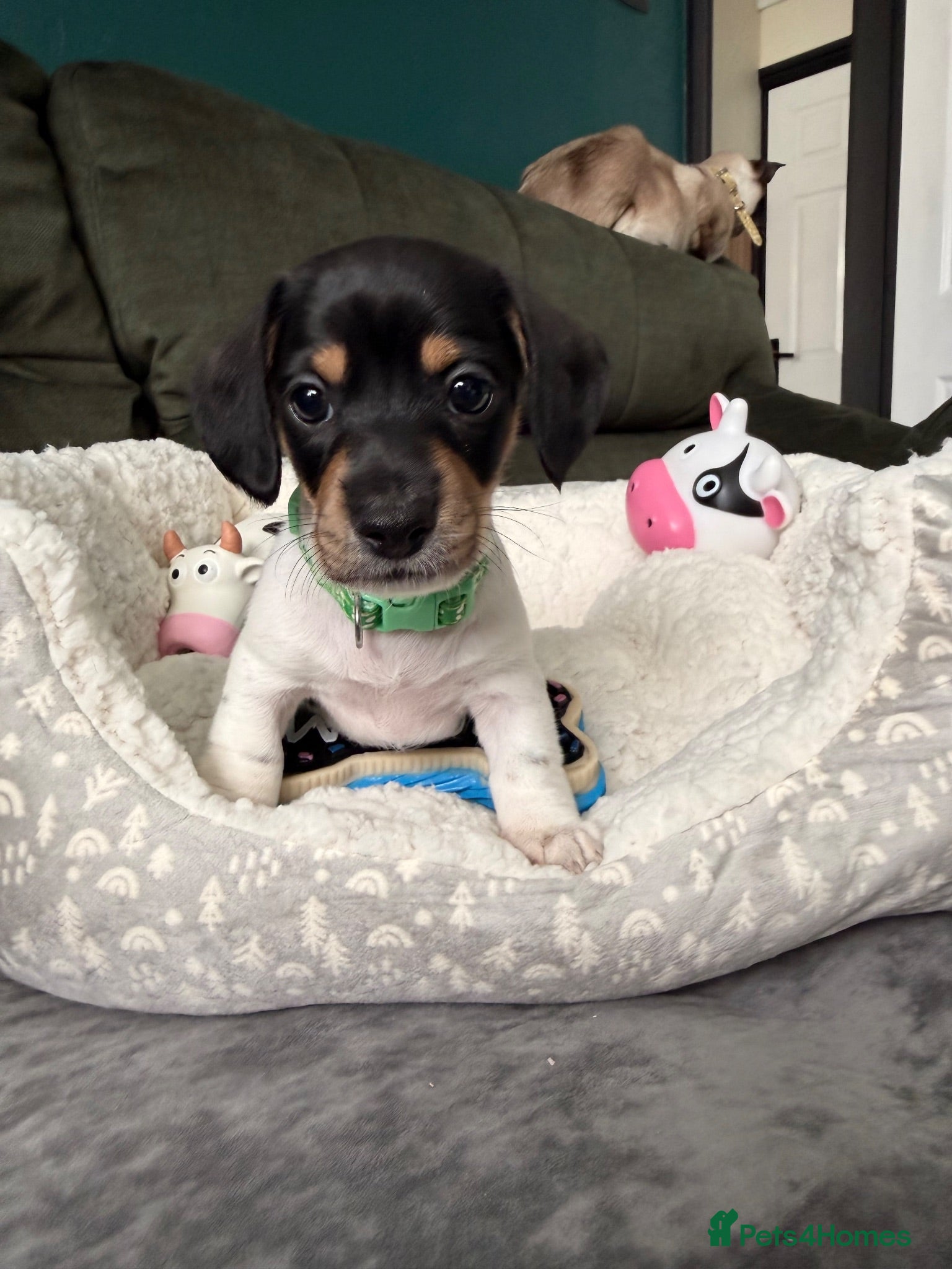 Miniature Dachshund dogs 5 cute kanishen miniature dachshund puppies - Advert 1