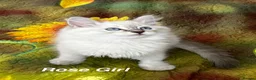 Siberian cats for sale: ❤️6 Beautiful Neva Masquerade x Ragdoll Kittens ❤️ - Advert 33