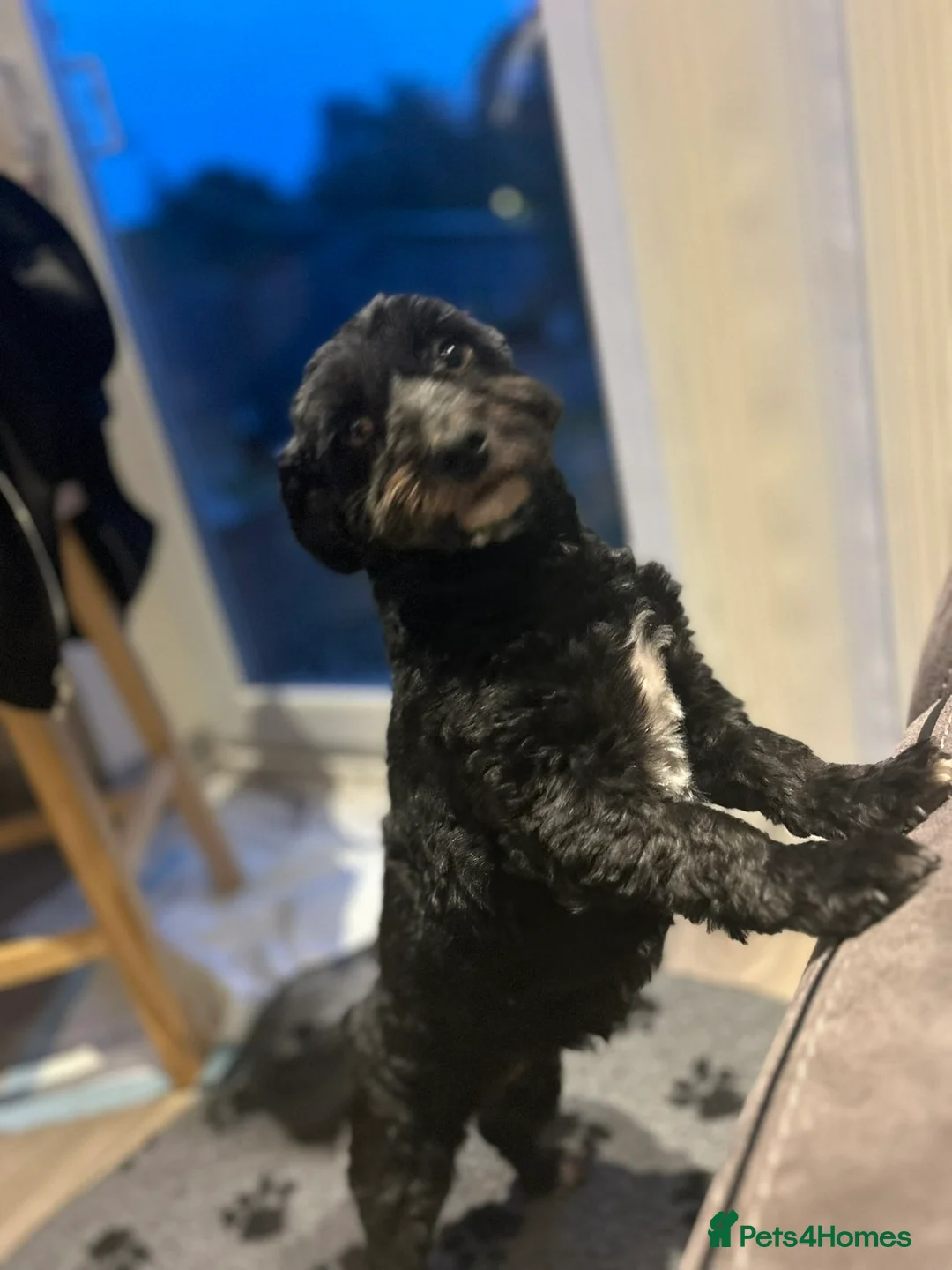 Havanese dogs for sale: K.C REG BEAUTIFUL TIMID DOG FOR SALE - Advert 2