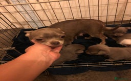 Chihuahua dogs for sale: 3YR OLD CHIHUAHUA - Image 3