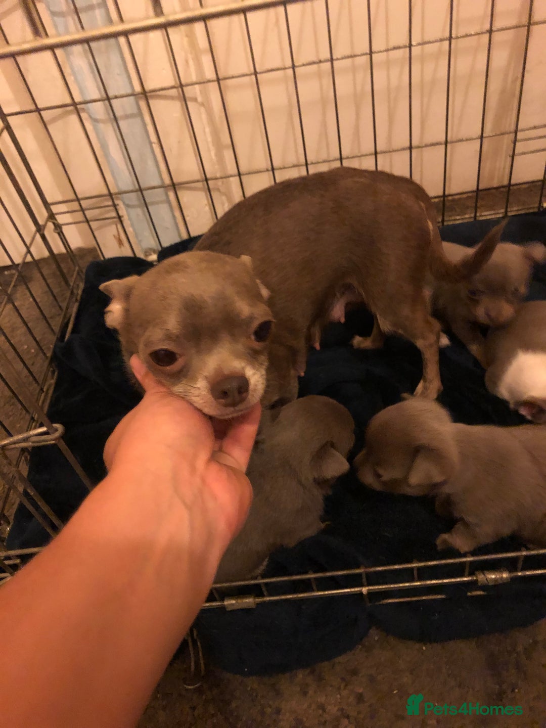 Chihuahua dogs for sale: 3YR OLD CHIHUAHUA - Image 3