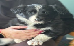 Border Collie dogs for sale: Border Collie puppies - Image 7