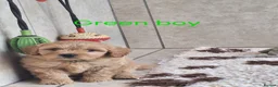 Cavapoochon dogs for sale: Beautiful Cavapoochons 💞 - Advert 16