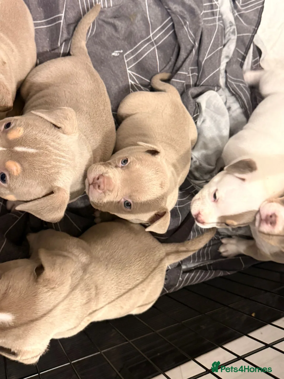 American Bully dogs for sale: American pocket bully’s 🇺🇸 🦍 - Advert 6