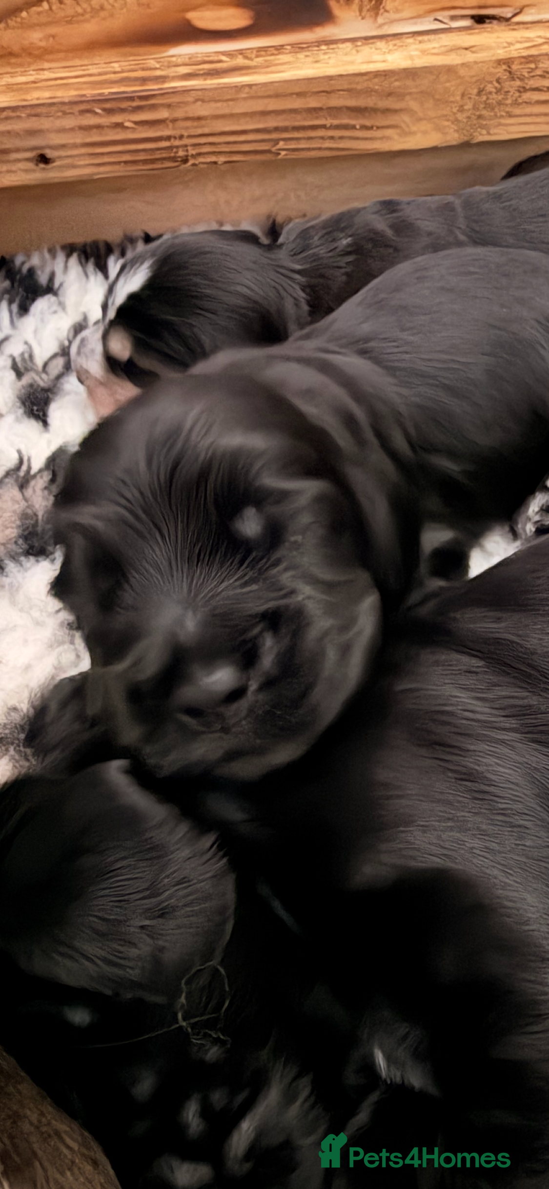 Cocker Spaniel dogs Outstanding KC Show cocker spaniel puppies - Advert 2