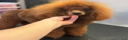 Toy Poodle dogs for sale: KC Registered Health Tested Parents  - Advert 3