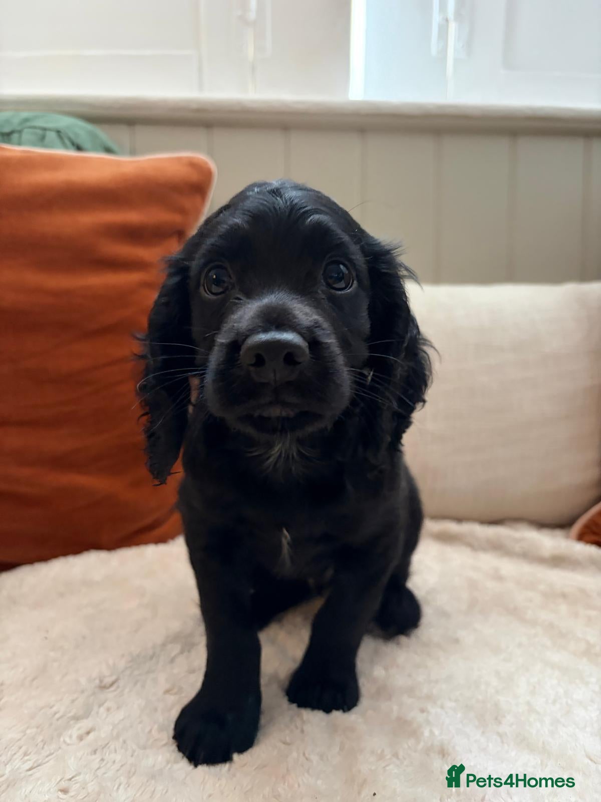 Cocker Spaniel dogs Handsome Cocker Spaniel Puppy for Sale  - Advert 4