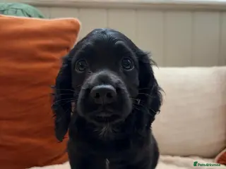 Cocker Spaniel dogs Handsome Cocker Spaniel Puppy for Sale - Advert 4