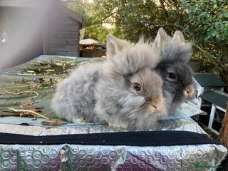 Lionhead rabbits 5 lionhead baby boys - Advert 14