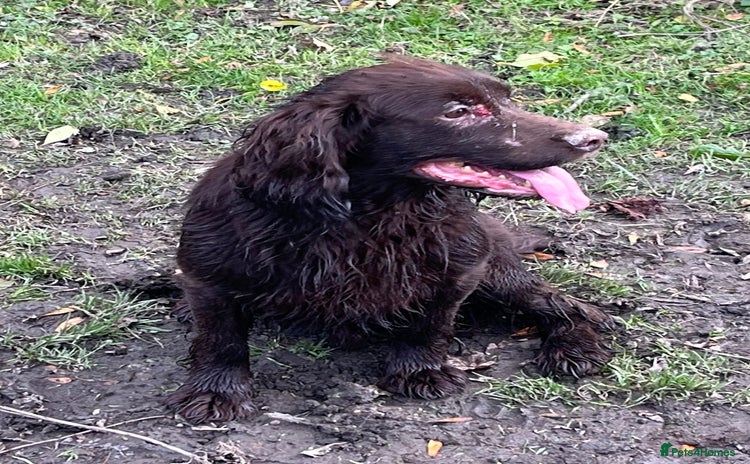 Cocker Spaniel dogs - Advert 10