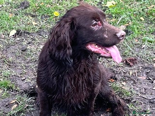 Cocker Spaniel dogs - Advert 11