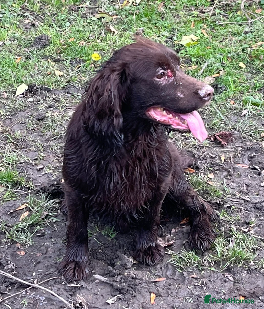 Cocker Spaniel dogs for stud: FTCH x FTW cocker spaniel for stud - Advert 2