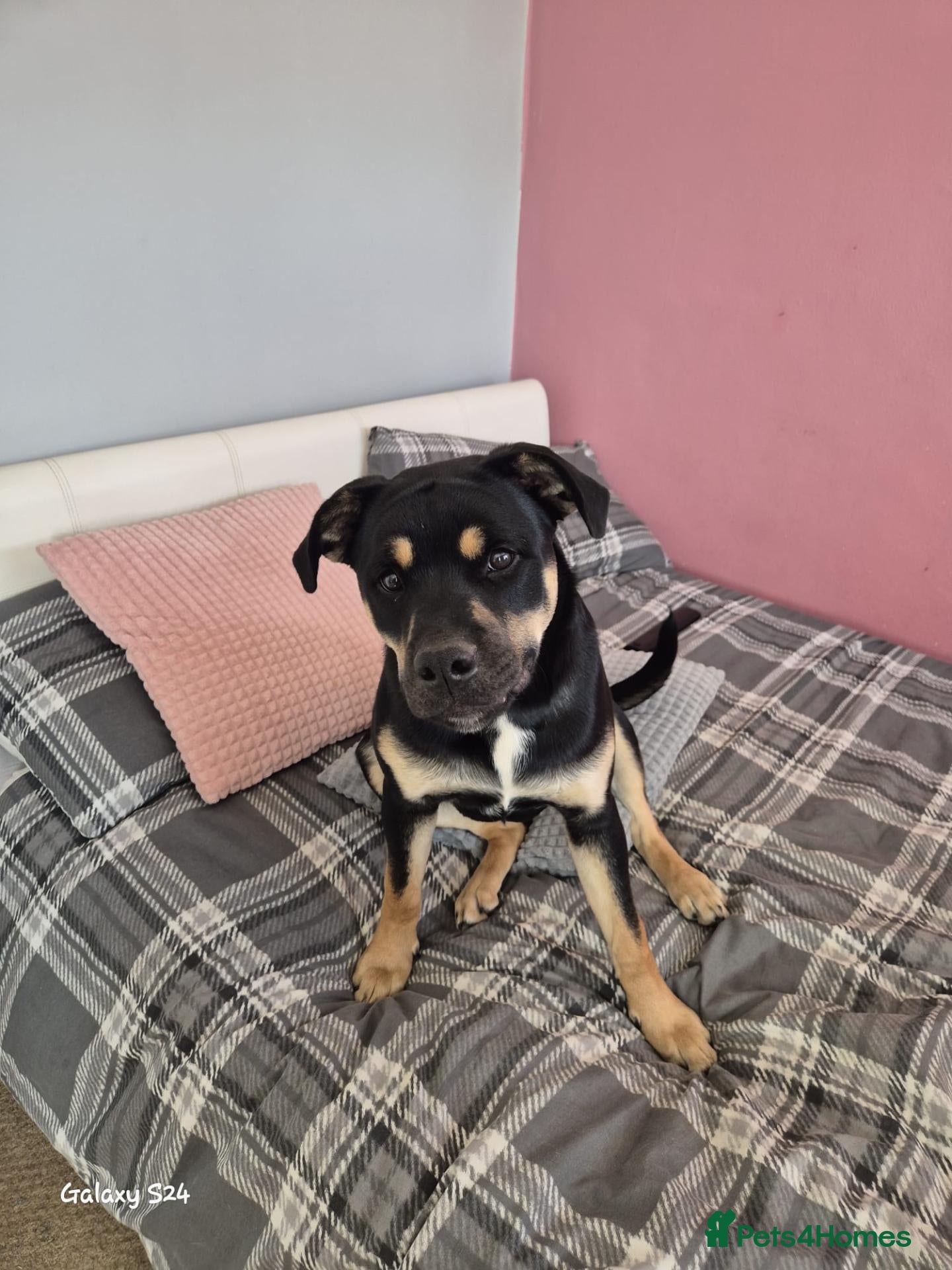Mixed Breed dogs  1-Year-Old Border Collie Cross  - Advert 9