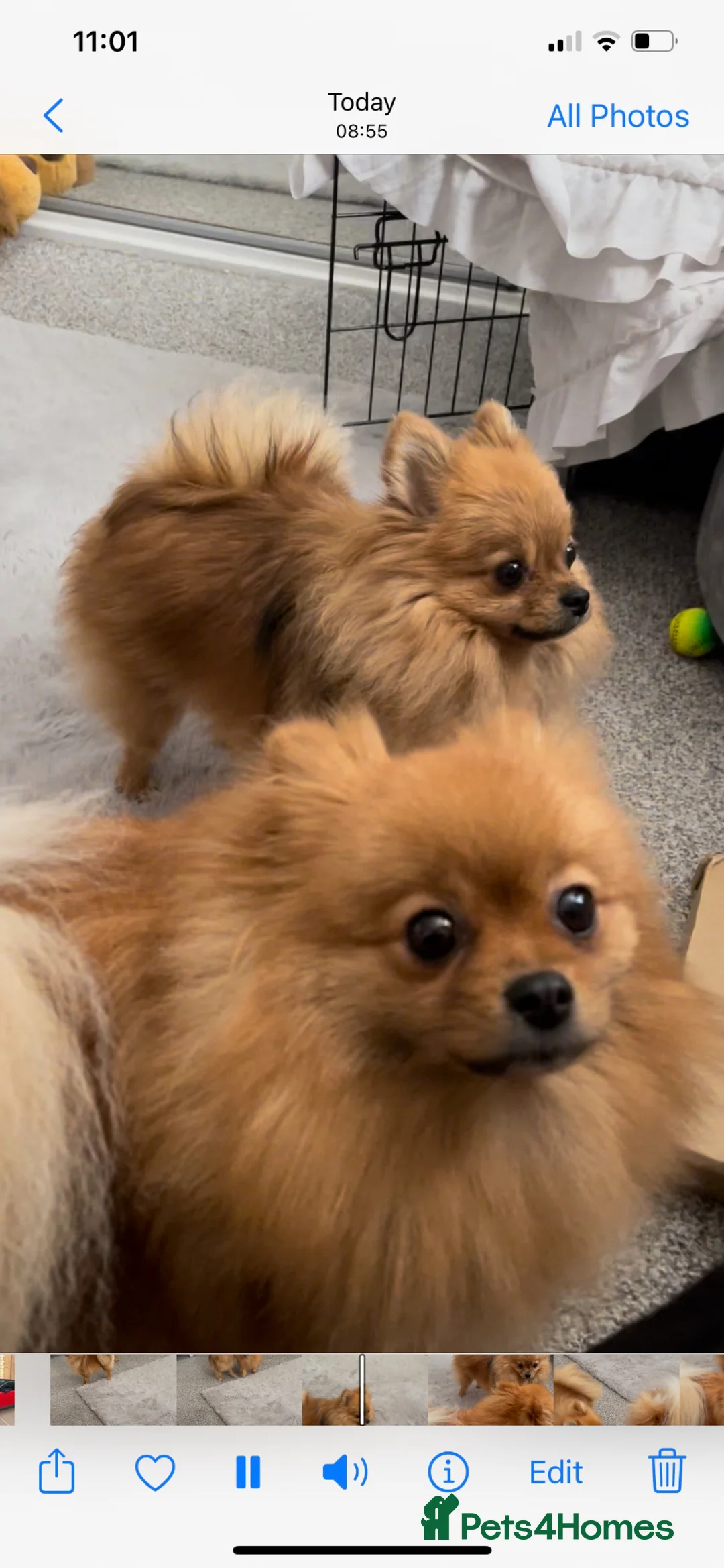 Pomeranian dogs for adoption: 2 sable female Pomeranians  in Dundee - Advert 2